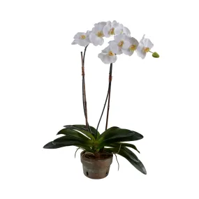 30" Faux White Phalaenopsis Orchid x2 in Terracotta